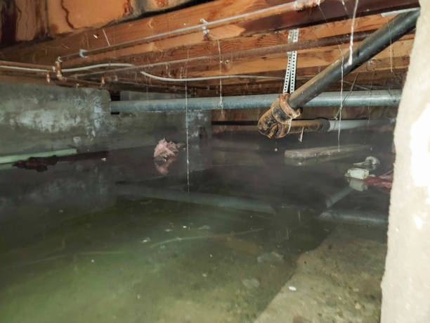 Best Water damage restoration experts  in Lindstrom, MN