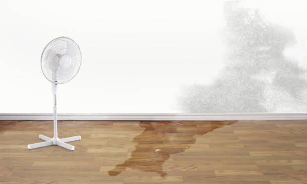 Best Water damage contractors near me  in Lindstrom, MN